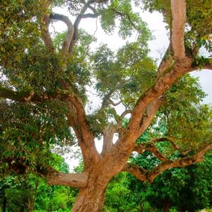 a large tree with many branches and green leaves at SEN-CASA- TOURiSME in Kabadio