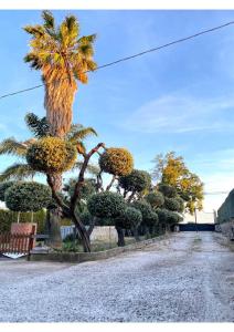 a palm tree and a bench on a gravel road at Grace's Blue corner in Marconia