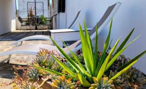 two chairs and cactus plants on a patio at Casa Emilia in Carovigno