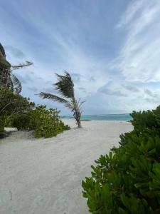 a palm tree on a sandy beach with the ocean at Bahee Dé Lite in Kulhudhuffushi