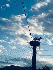 two birds in a nest on a utility pole at Sătucul de Vacanță Brăduleț in Uleni