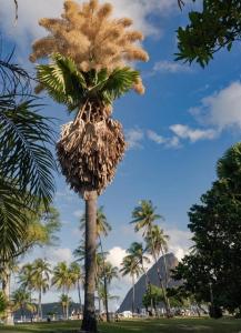 a palm tree in a park with palm trees at Apartamento Charme da Glória in Rio de Janeiro
