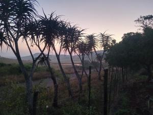 a group of palm trees on a hill with a fence at Ethlathini Rest Camp in Hluhluwe