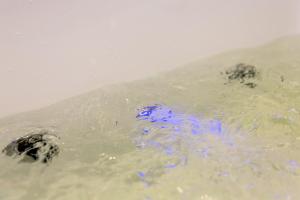 Photo de la galerie de l'établissement Ferienhäuser TraumZeit, à Zingst