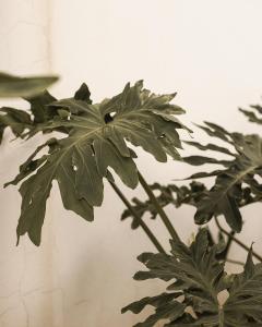 a plant with green leaves in a vase at Yatay in Goya
