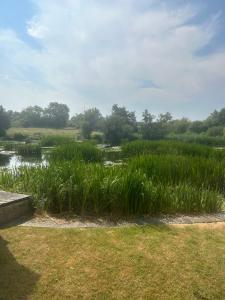 a marsh with water lilies in a field at Astwell Mill Private accommodation near Silverstone in Helmdon