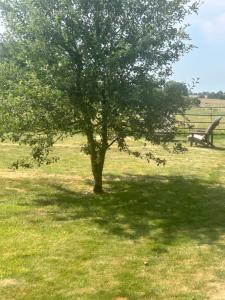 a tree in the middle of a field with a bench at Astwell Mill Private accommodation near Silverstone in Helmdon