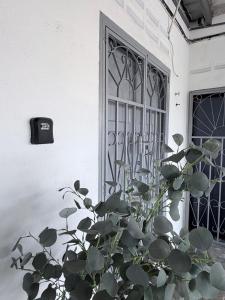 a plant in front of a door with a window at Kuantan Tiny Homestay in Kuantan