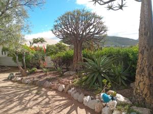 a garden with a tree and some plants at Springbok Lodge & Restaurant in Springbok