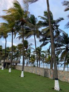 a group of palm trees in a park with the ocean at Nautilus suites in Tucacas