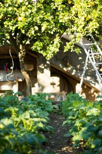 a garden with green plants in front of a building at Arcobaleno B&B in San Benedetto del Tronto