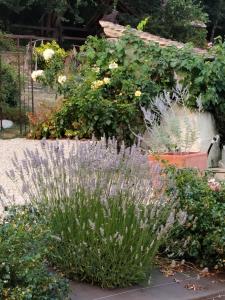 a garden with a bunch of plants and flowers at Le Logis Rabelaisien in Bourgueil