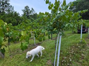 a white dog walking in a field of grape vines at Whippowill Cabin in Moss Point