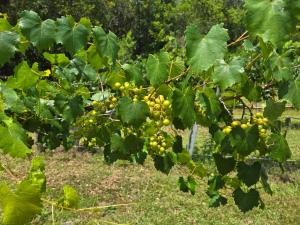 a bunch of yellow grapes hanging from a tree at Whippowill Cabin in Moss Point +1 photo