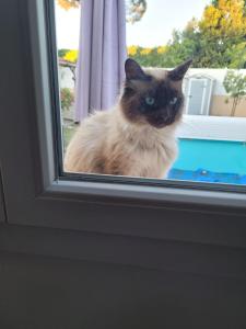 a black and white cat looking out of a window at Le cocon in Carpentras