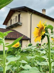 a field of sunflowers in front of a building at Cascina Nuova in Mombasiglio