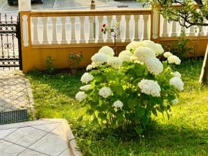 a bush of white flowers in front of a fence at Apartment LAKEVIEW in Plužine