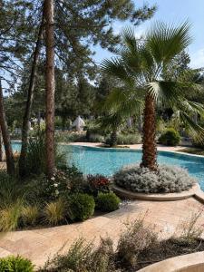 a palm tree in a garden next to a swimming pool at Apartament Harmony in Sunny Beach