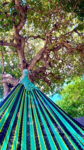 a green hammock in front of a tree at Pousada Cajueiro Beach House in Parnaíba