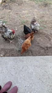 a group of chickens standing on the ground at Au soleil in Virac