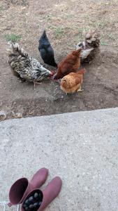 a group of birds standing on the ground at Au soleil in Virac