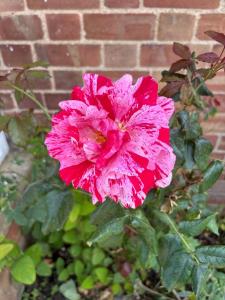 a pink flower in front of a brick wall at Elm Cottage in Alvescot