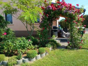 a garden with roses and other plants in front of a house at Aluxhaus in Heidenau