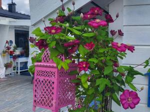 a pink flower pot with a plant in it at Casa Peace in Mysen