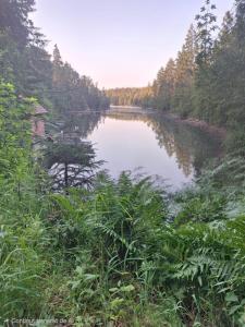 a view of a river with trees in the background at Nicholas Apartment-Thuringer Wald in Tambach-Dietharz