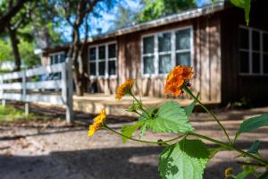 eine Pflanze mit orangefarbenen Blüten vor einem Haus in der Unterkunft Artless Sprite in Santa Rosa Beach