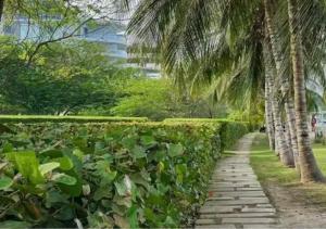 ein von Palmen gesäumter Gehweg neben einem Garten in der Unterkunft Apartamento nuevo en Cartagena, Serena del Mar - INAWA in Cartagena de Indias