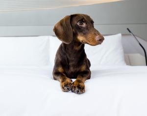 a brown dog sitting on a bed at INNSiDE by Meliá Zaragoza in Zaragoza +42 photos