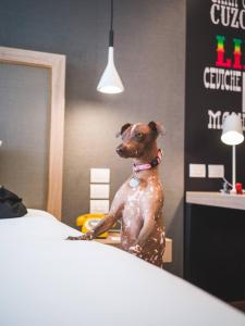 a dog sitting on top of a bed at INNSiDE by Meliá Lima Miraflores in Lima