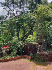 a tree in the middle of a garden at hill point stay in Kalasa