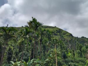 a hill with palm trees on the side of a mountain at hill point stay in Kalasa