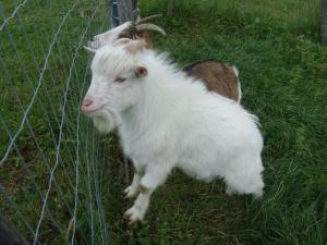 a white goat standing next to a fence at Ferienwohnung Lahnerhof in Arriach