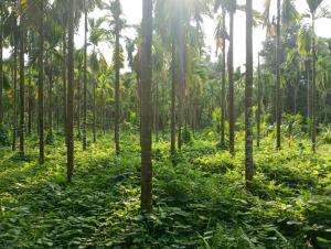 a plantation of palm trees in the jungle at Silent River Homestay in Perdūru
