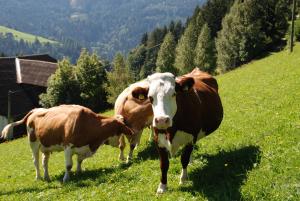 two brown and white cows standing in a field at Ferienwohnung Lahnerhof in Arriach