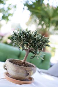 a small tree in a pot on a table at Das Wildeck Hotel & Restaurant in Abstatt +54 photos
