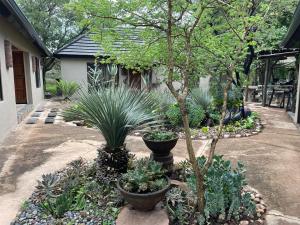 a garden with several plants and a tree at Kulilo Lodge in Thabazimbi