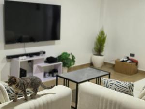 a cat standing on a chair in a living room at Crane Suites in Eldoret