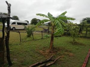 a van parked in a field with a palm tree at Mabuu Drive Inn in Waya +7 photos