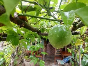 a large green melon hanging from a tree at Mabuu Drive Inn in Waya