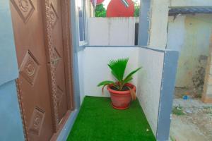 a potted plant sitting on a green floor next to a door at Bahari Studio Apartment in Bwejuu
