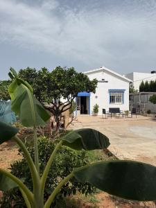 a white building with a tree in front of it at La Barraca in Gandía