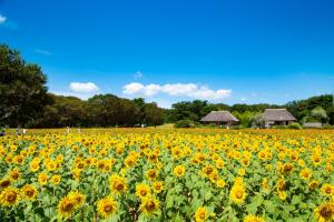 a field of sunflowers on a sunny day at KAMENOI HOTEL Itako in Itako +109 photos