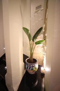 a plant in a vase sitting on a table at Sinfonia Barocca in Modica