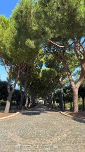 a row of trees in a park with a sidewalk at B&B Dimora Aura in Cupra Marittima