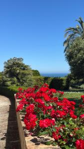 a bunch of red flowers in a garden at B&B Dimora Aura in Cupra Marittima +36 photos