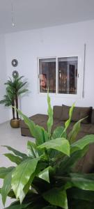a green plant in a living room with a couch at Maison céder in Azrou